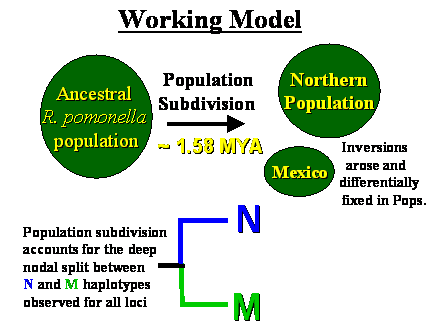 Slide #28.                      Inversions  <BR>                        arose and    <BR>                      differentially    <BR>                       fixed in Pops.