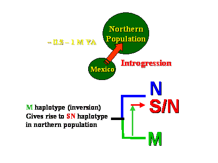 Slide #30. Northern<BR>Population