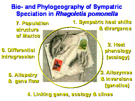 Slide #4. Bio- and Phylogeography of Sympatric <BR>Speciation in Rhagoletis pomonella 