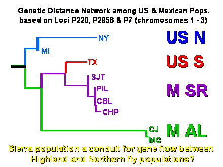 Slide #43. Sierra population a conduit for gene flow between <BR>Highland and Northern fly populations?