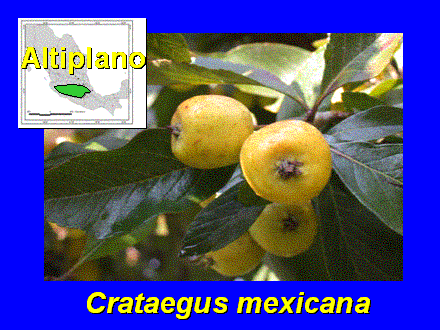 Slide #44. Crataegus mexicana