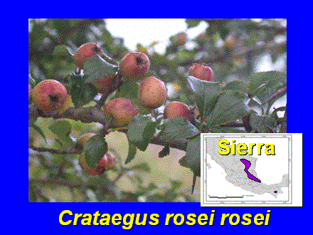 Slide #45. Crataegus rosei rosei