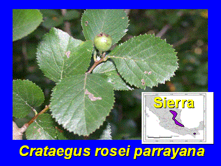 Slide #46. Crataegus rosei parrayana 