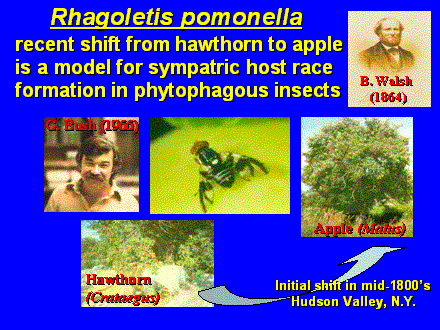 Slide #6.        Rhagoletis pomonella<BR>recent shift from hawthorn to apple <BR>is a model for sympatric host race formation in phytophagous insects  <BR>