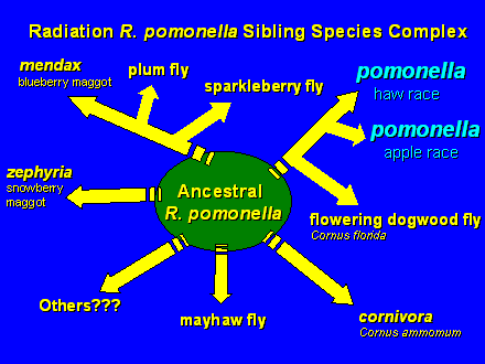 Slide #7. Ancestral <BR>R. pomonella