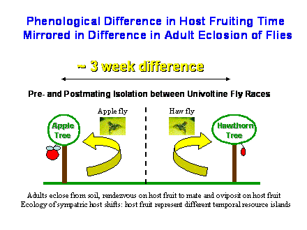 Slide #9. Phenological Difference in Host Fruiting Time <BR>Mirrored in Difference in Adult Eclosion of Flies
