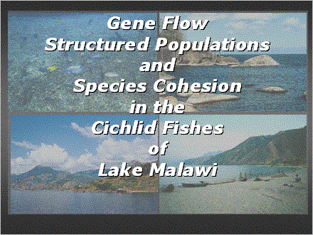 Slide #1. Gene Flow Structured Populations and  Species Cohesion in the Cichlid Fishes of Lake Malawi