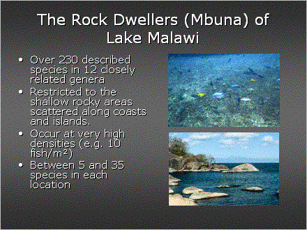 Slide #12. The Rock Dwellers (Mbuna) of Lake Malawi