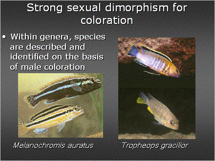 Slide #13. Strong sexual dimorphism for coloration
