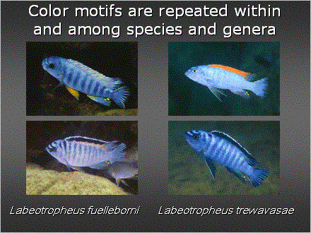 Slide #14. Color motifs are repeated within and among species and genera