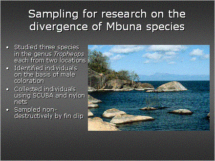 Slide #16. Sampling for research on the divergence of Mbuna species