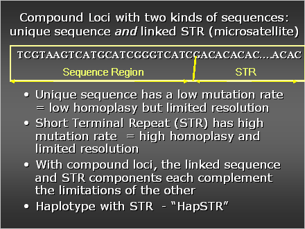 Slide #25. Compound Loci with two kinds of sequences:  unique sequence and linked STR (microsatellite) 