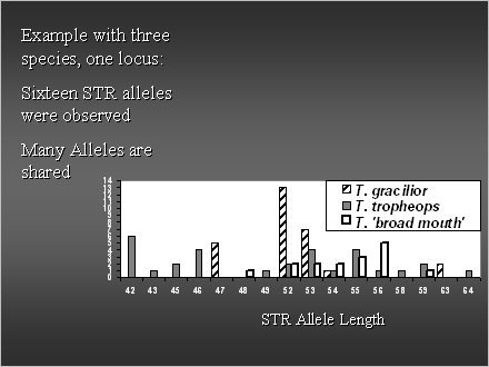 Slide #27. Example with three species, one locus:<BR>Sixteen STR alleles were observed <BR>Many Alleles are shared