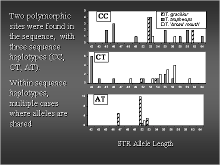 Slide #28. Two polymorphic sites were found in the sequence,  with three sequence haplotypes (CC, CT, AT).<BR>Within sequence haplotypes, multiple cases where alleles are shared