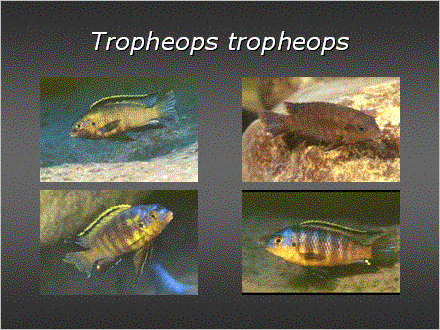 Slide #29. Tropheops tropheops