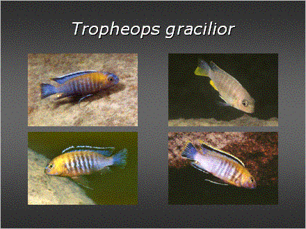 Slide #30. Tropheops gracilior
