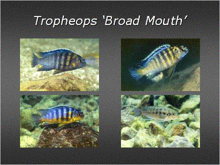 Slide #31. Tropheops Broad Mouth