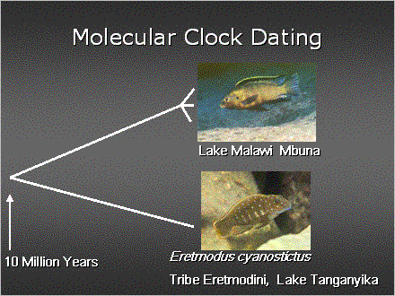 Slide #33. Molecular Clock Dating