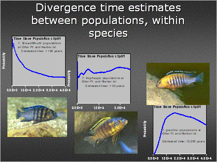 Slide #34. Divergence time estimates between populations, within species