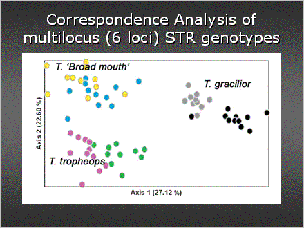 Slide #35. Correspondence Analysis of multilocus (6 loci) STR genotypes
