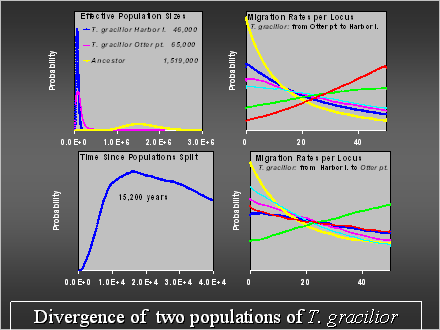 Slide #36. Divergence of  two populations of T. gracilior 