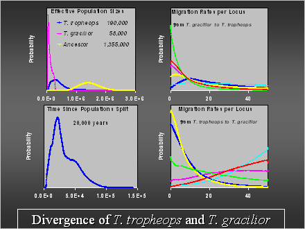 Slide #37. Divergence of T. tropheops and T. gracilior