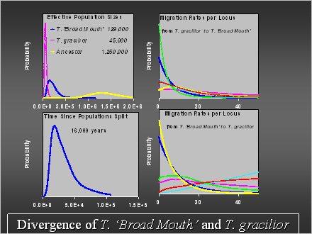 Slide #38. Divergence of T. Broad Mouth and T. gracilior