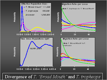 Slide #39. Divergence of T. Broad Mouth and T. tropheops
