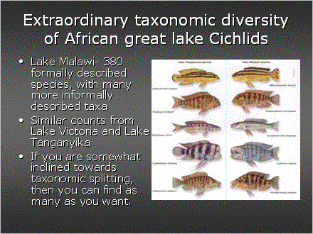 Slide #6. Extraordinary taxonomic diversity of African great lake Cichlids