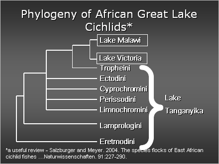Slide #8. Phylogeny of African Great Lake Cichlids*