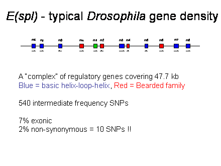 Slide #18. E(spl) - typical Drosophila gene density