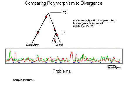 Slide #23. Comparing Polymorphism to Divergence