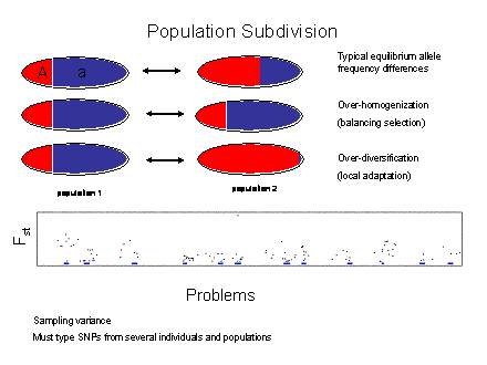 Slide #24. Population Subdivision