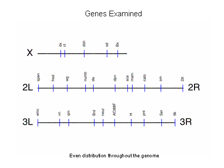 Slide #28. Genes Examined