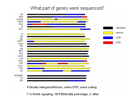 Slide #29. What part of genes were sequenced?