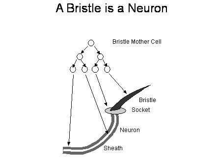 Slide #30. Slide 30
