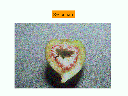 Slide #11. Syconium