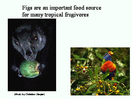 Slide #12. Figs are an important food source <BR>for many tropical frugivores