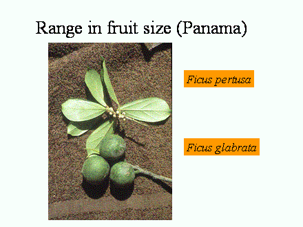 Slide #13. Ficus glabrata