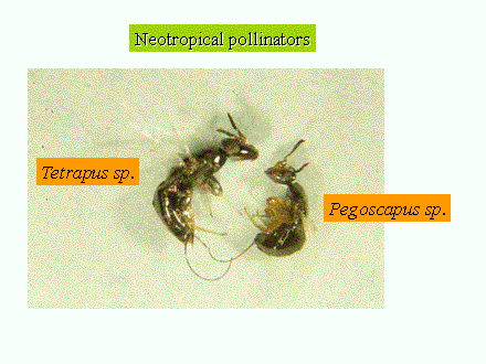 Slide #14. Tetrapus sp.