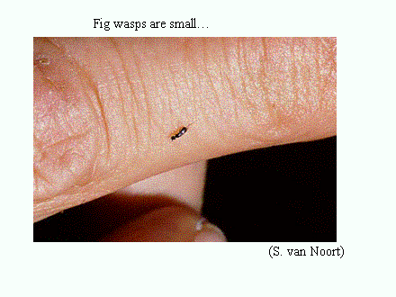 Slide #15. Fig wasps are small