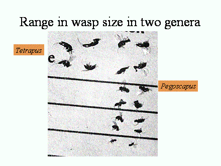 Slide #16. Range in wasp size in two genera