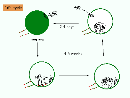 Slide #17. Receptive fig
