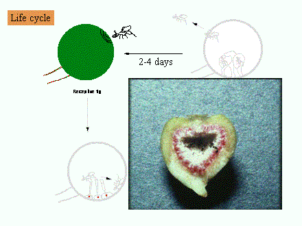 Slide #18. Receptive fig