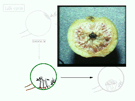 Slide #19. Receptive fig