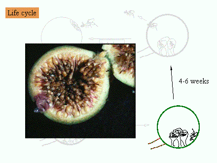 Slide #20. Receptive fig