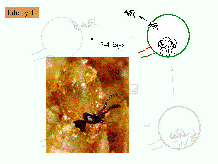 Slide #21. Receptive fig
