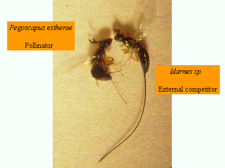 Slide #23. Pegoscapus estherae<BR>  <BR>        Pollinator