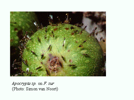 Slide #24. Apocrypta sp. on F. sur<BR>(Photo: Simon van Noort)