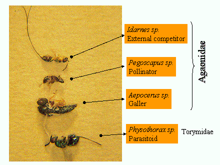 Slide #26. Idarnes sp.<BR>External competitor